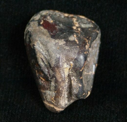 Worn Triceratops Tooth - #4451